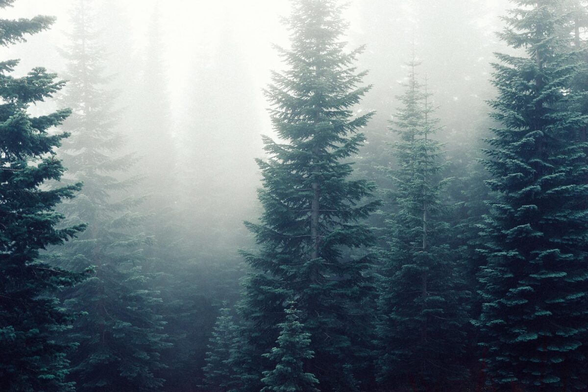 Pines?